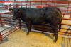 Overall Reserve Champion